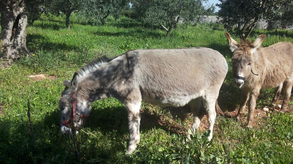 Agriturismo Specchiarussa Morciano di Leuca Zewnętrze zdjęcie